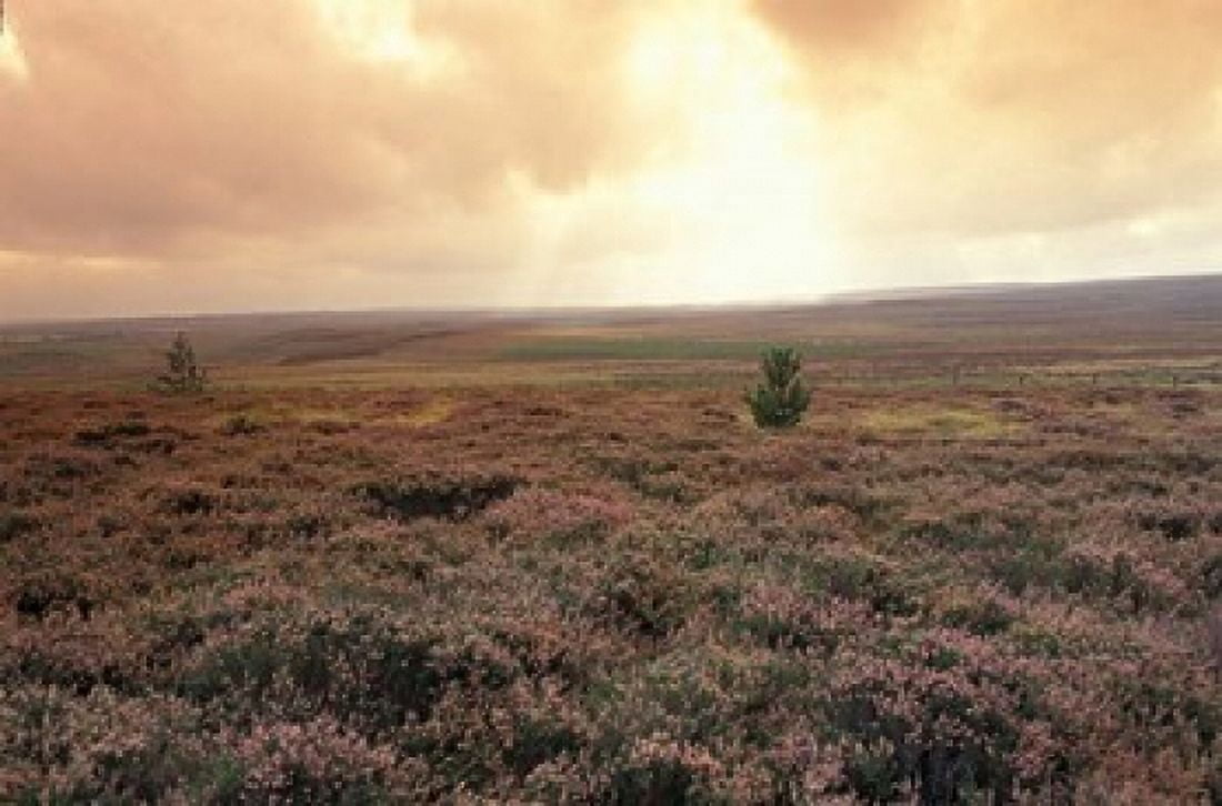 Heather near Danby North York Moors England Canvas Art - Alan Klehr DanitaDelimont (34 x 22)