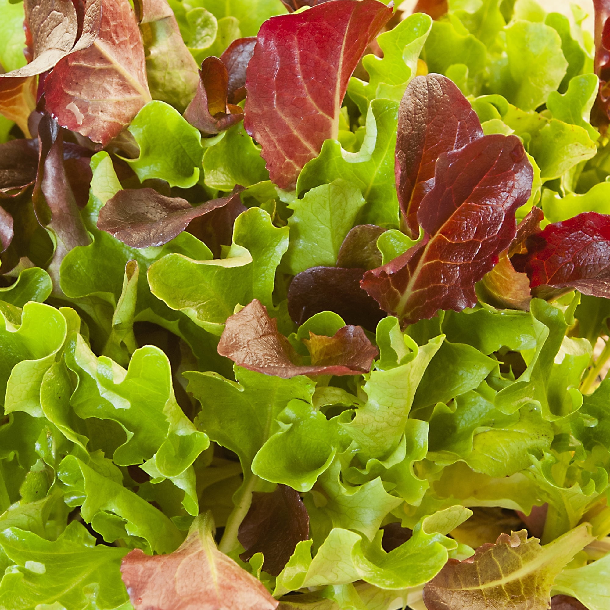 Heatwave Lettuce Seed Mix 1 g Packet 900 Seeds Blend of Red