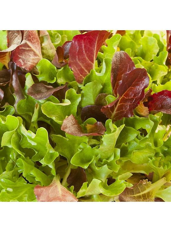 Lettuce Seeds in Seed Gardening