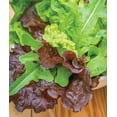 Heatwave blend lettuce seeds 1000 seeds