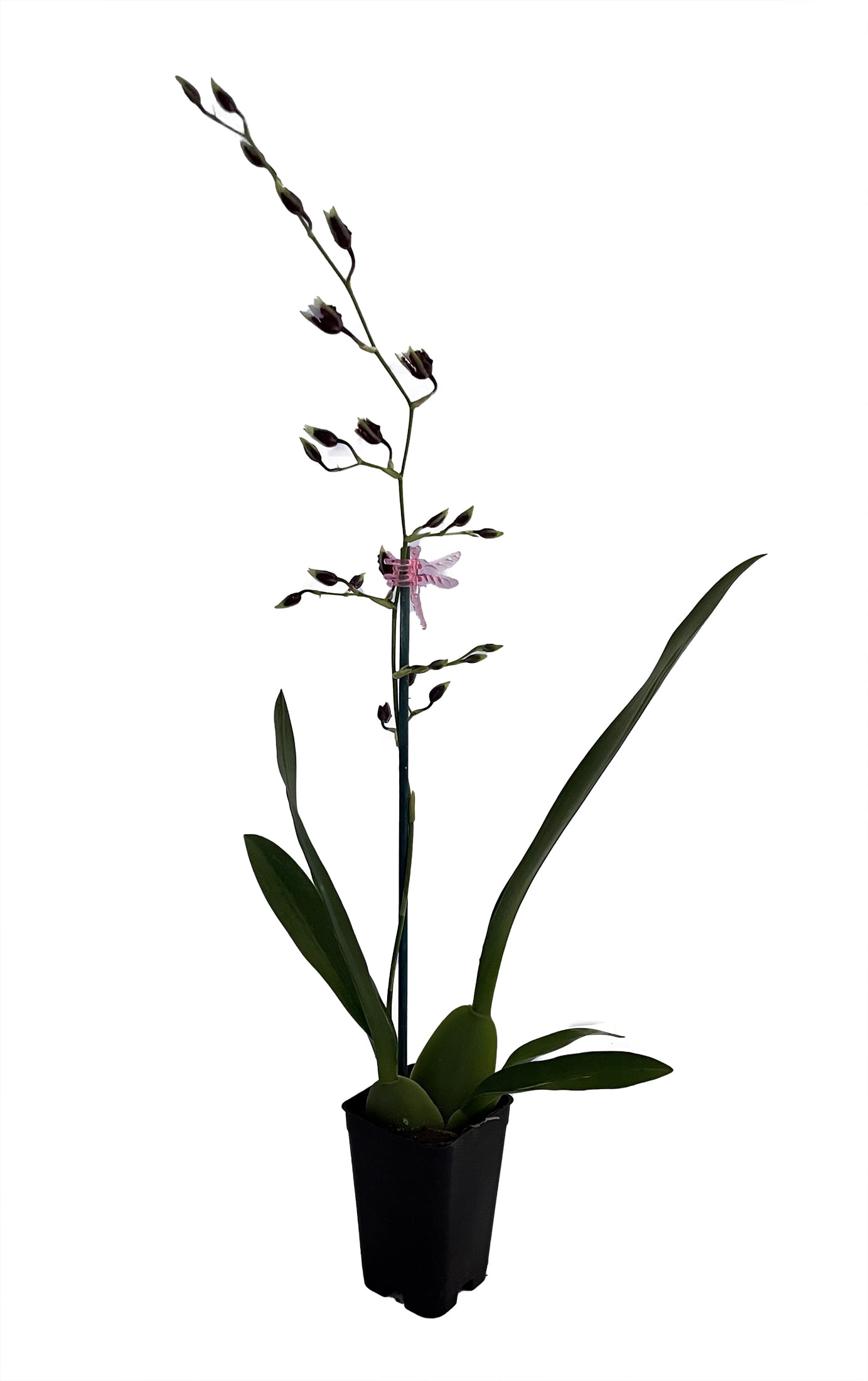 Heaven Scent Redolence Chocolate Orchid Oncidium 2" Pot Collector