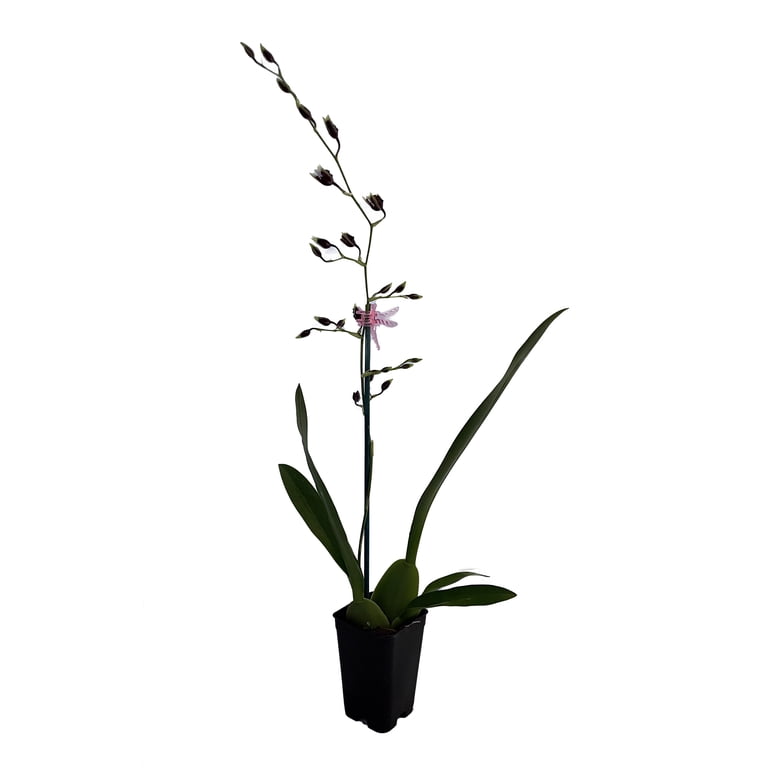 Heaven Scent Redolence Chocolate Orchid - Oncidium - 2" Pot - Collector  Orchids - Walmart.com