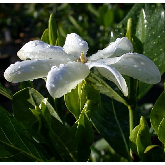 Heaven Scent Tahitian Gardenia - Intoxicating Scent - 4" Pot - Single Bloom