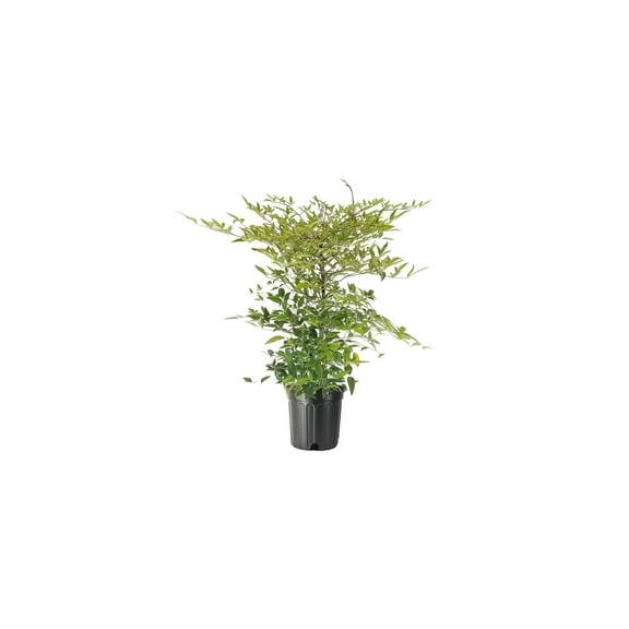 Heavenly Bamboo - Nandina Domestica - 1 Live Gallon Size Plant - Beautiful & Colorful Low Maintenance Foliage