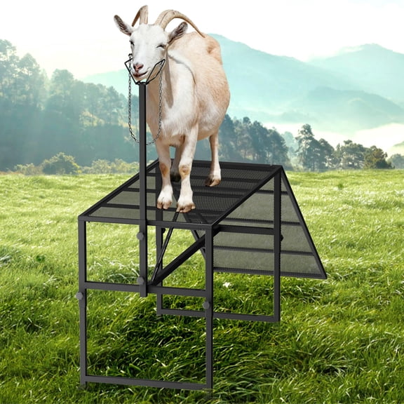 Heavy Duty Goat Milking Stand with Ramp, 500 lbs Capacity, Adjustable Platform 20.5-31.5 in, Metal Livestock Trimming Table for Farm, Grooming, Hoof Care
