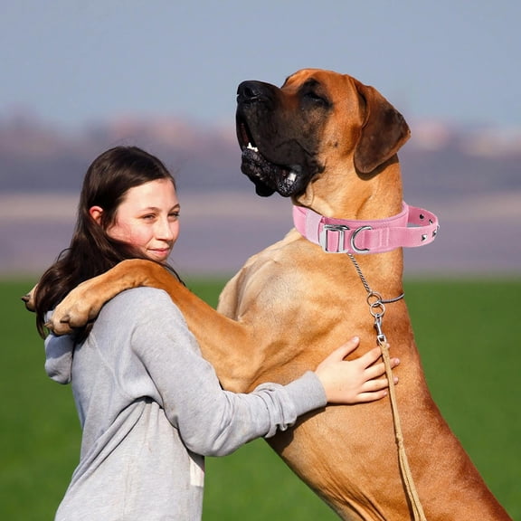 Heavy Duty Reflective Nylon Dog Collar with Secure Buckle Adjustable Comfortable Neckband for Training and Walking