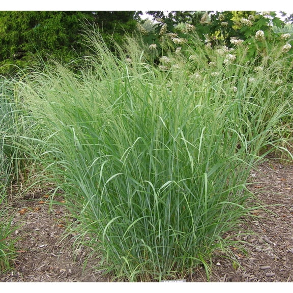 Heavy Metal Switch Grass 3gal - Grass