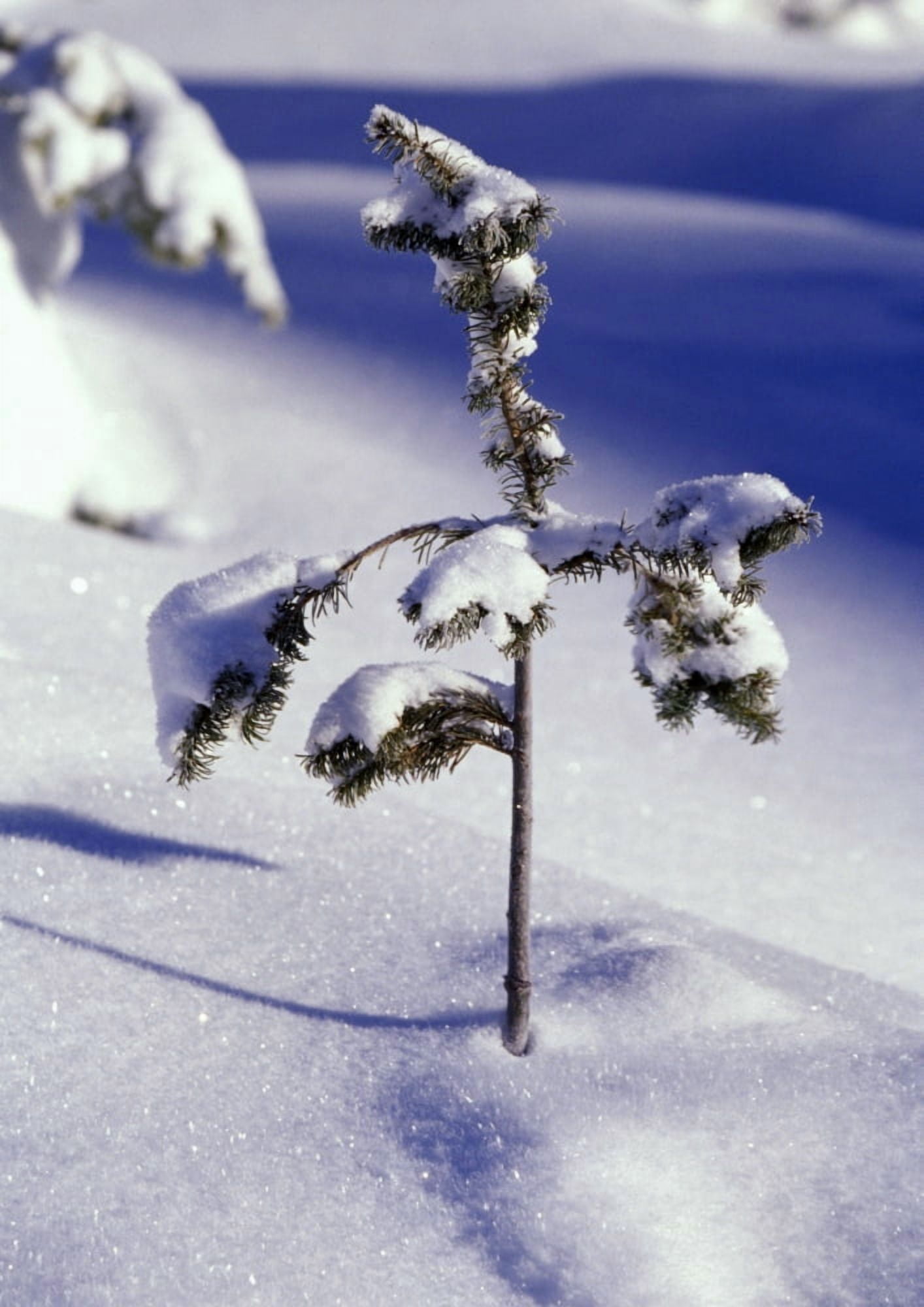 Heavy Snow On Young Pine Tree Canvas Art - Natural Selection Craig Tuttle Design Pics (24 x 36)