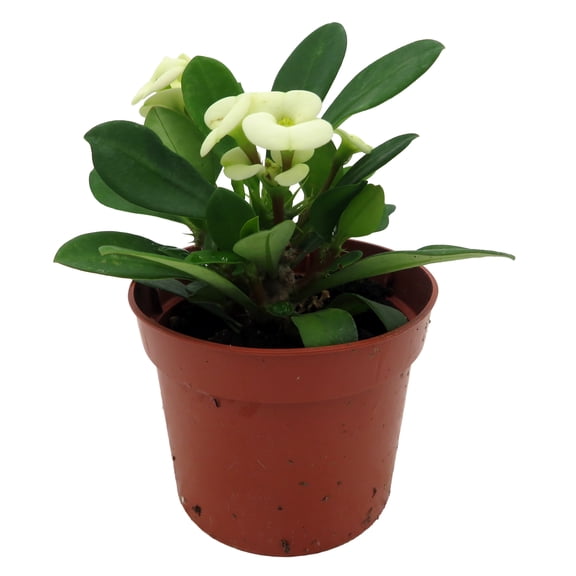 Hector Biblical Crown of Thorns Plant - Euphorbia - 2.5" Pot