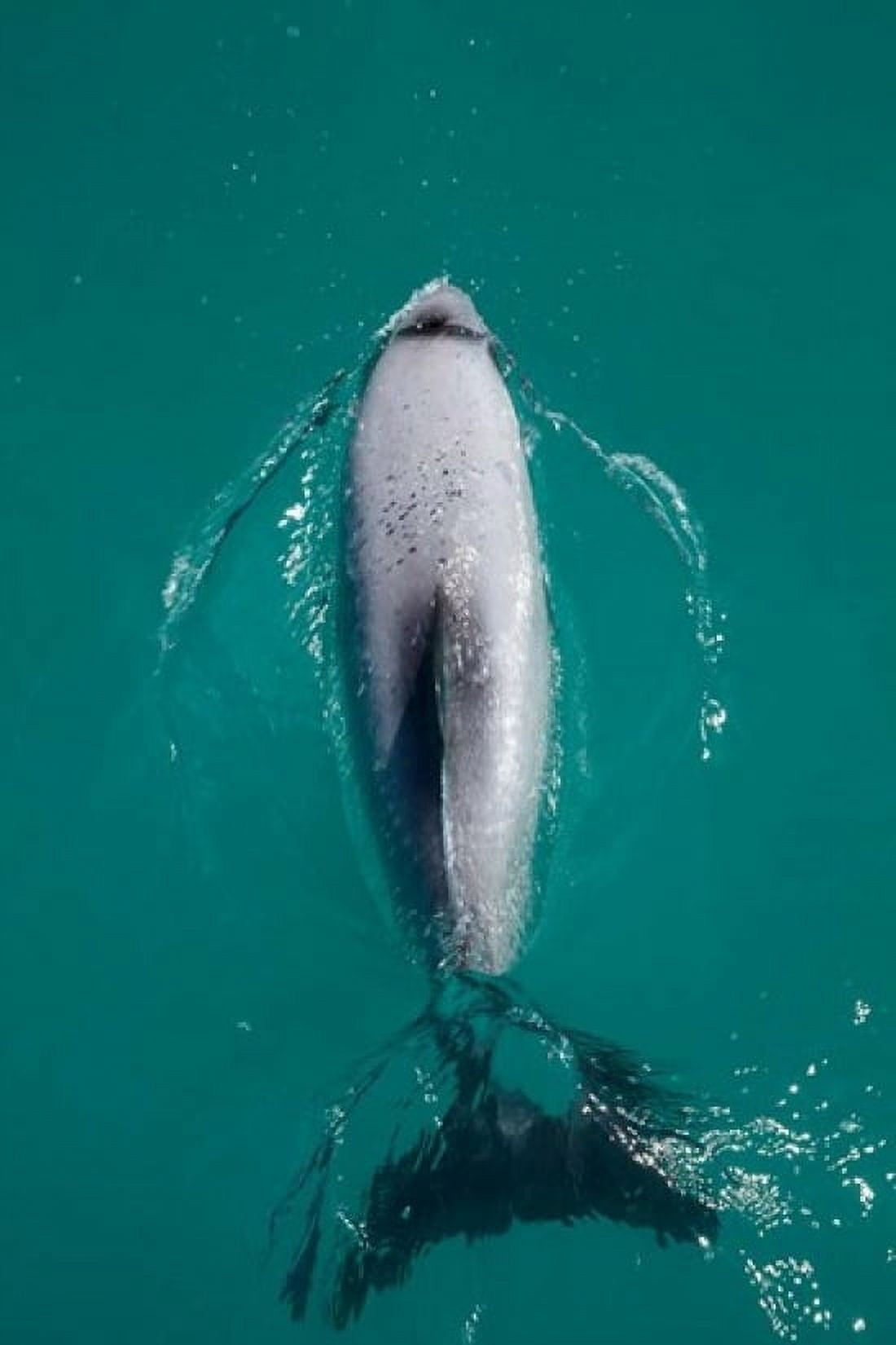 Hectors dolphin Akaroa Harbour New Zealand Canvas Art - David Wall DanitaDelimont (24 x 36)