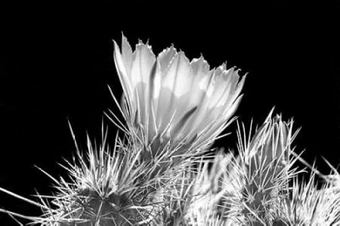 Hedgehog Cactus Flower BW Canvas Art - Douglas Taylor (12 x 18)