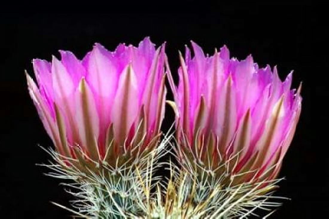 Hedgehog Flowers II Canvas Art - Douglas Taylor (24 x 36)