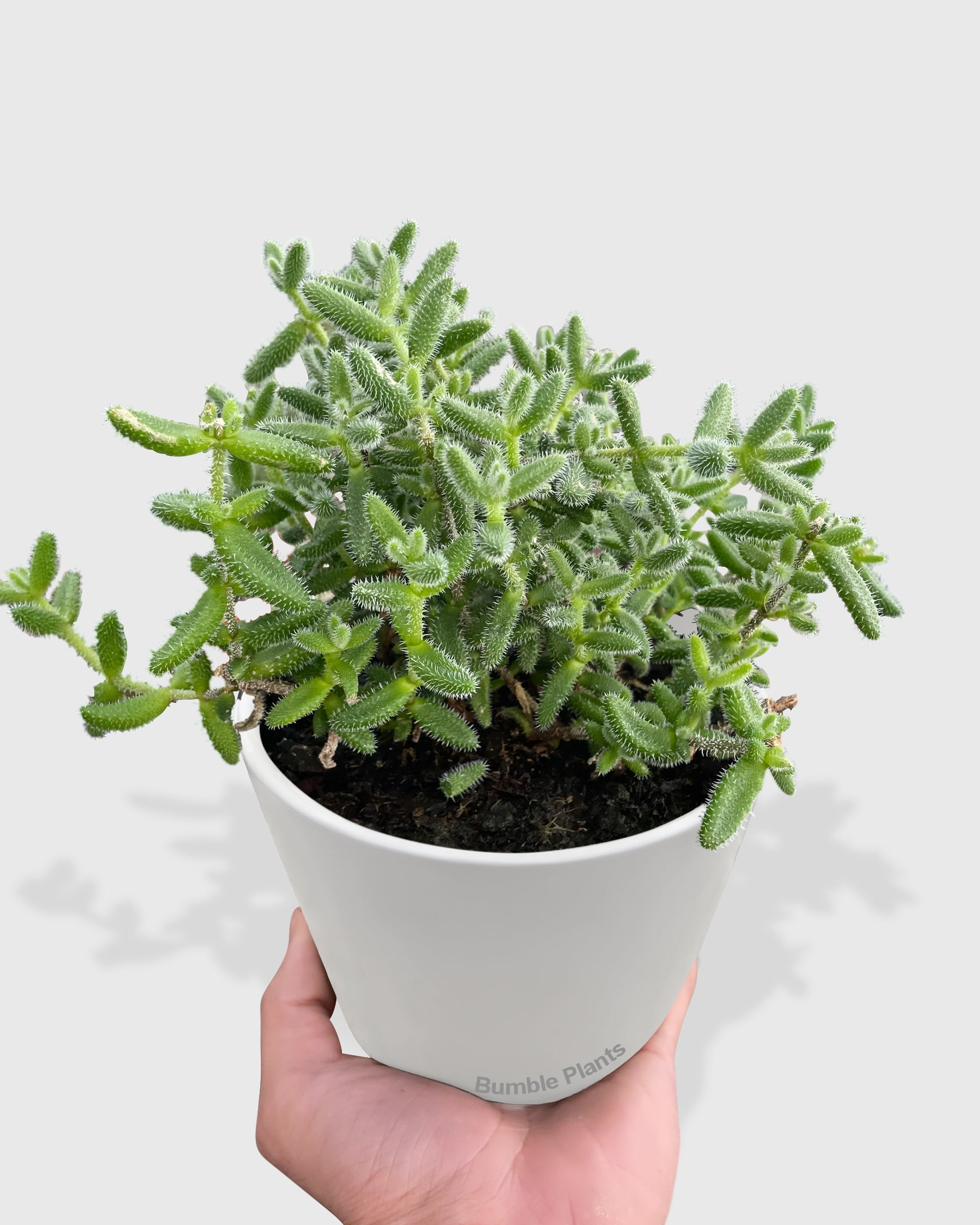 Hedgehog Ice Pickle Plant - Live Air-Purifying Indoor Plant in Nursery Pot – Easy Care, Low Maintenance Houseplant for Home & Office Decor, Natural Air Cleaner, Best for Beginners (6"Pot)
