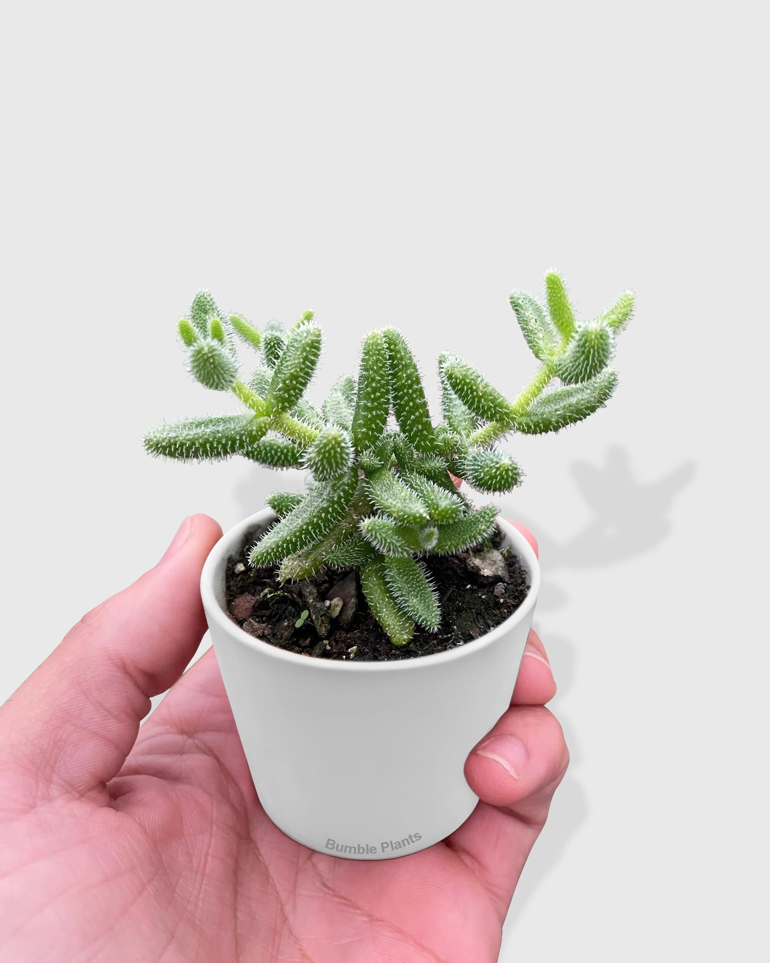 Hedgehog Ice Pickle Plant - Live Air-Purifying Indoor Plant in Nursery Pot – Easy Care, Low Maintenance Houseplant for Home & Office Decor, Natural Air Cleaner, Best for Beginners (3"Pot)