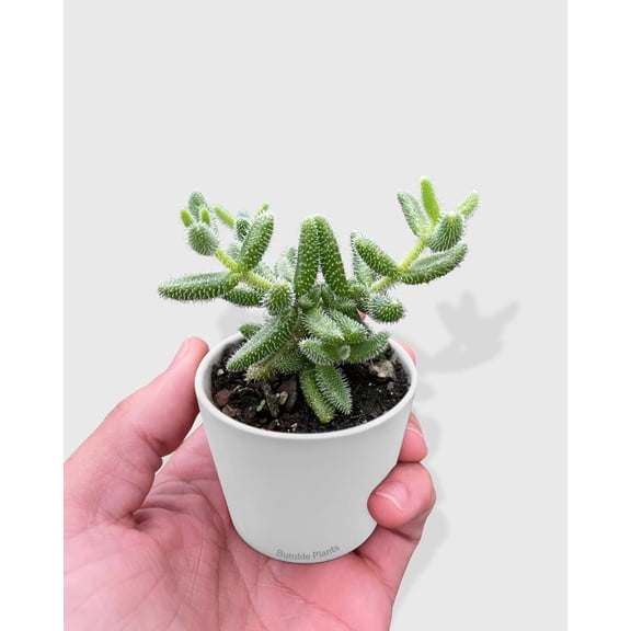 Hedgehog Ice Pickle Plant - Live Air-Purifying Indoor Plant in Nursery Pot – Easy Care, Low Maintenance Houseplant for Home & Office Decor, Natural Air Cleaner, Best for Beginners (3"Pot)