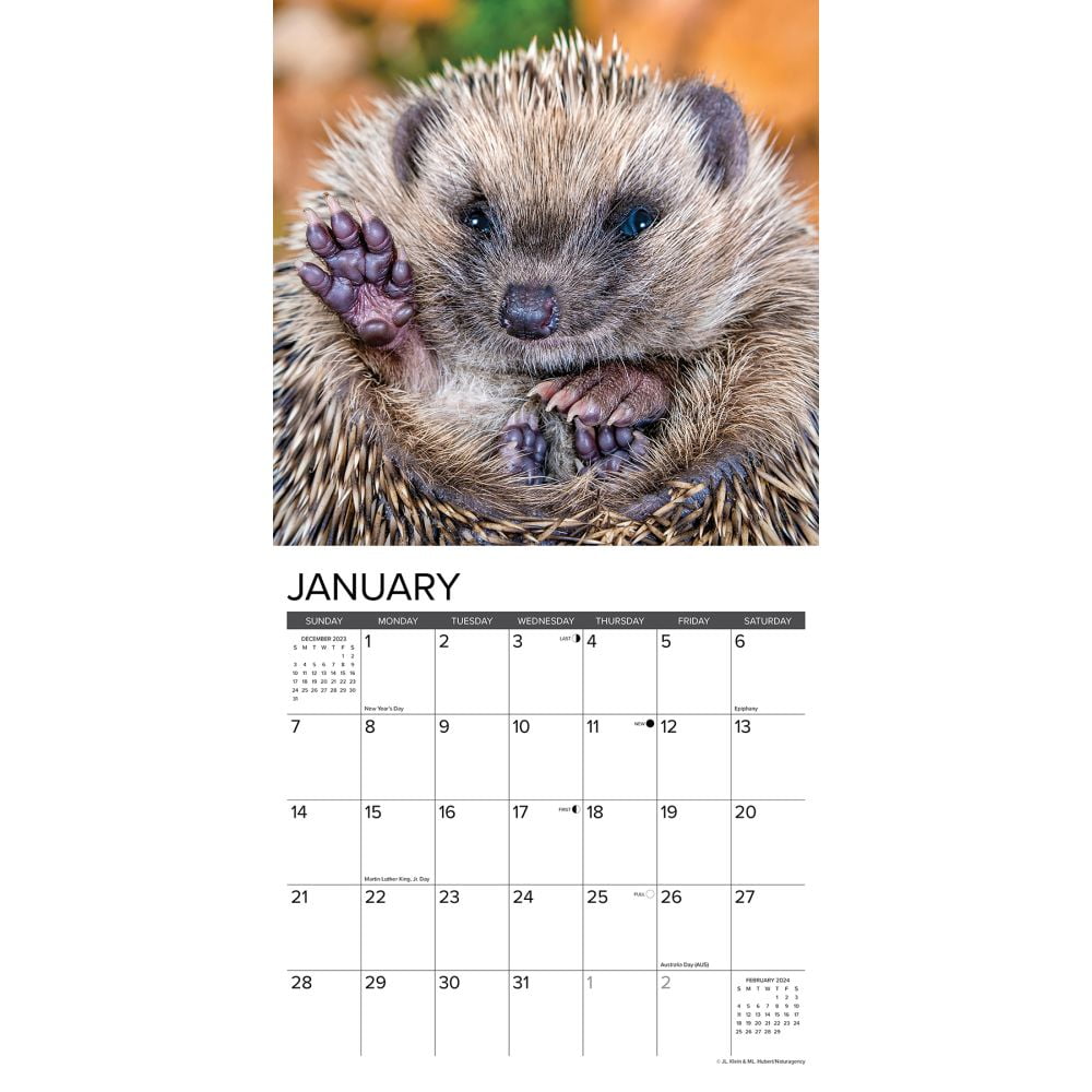 Hedgehogs 2024 12 X 12 Wall Calendar (Calendar)