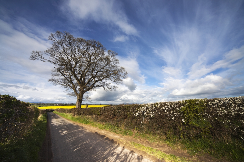 Hedges Growing Along A Rural Road Yorkshire England Canvas Art - John Short Design Pics (38 x 24)