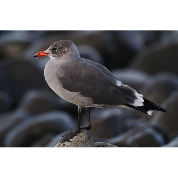 A Heermann's Gull (Larus heermanni) stands on a rock; Seaside, Oregon, United States of America Poster Print by Robert L. Potts / Design Pics (34 x 22)