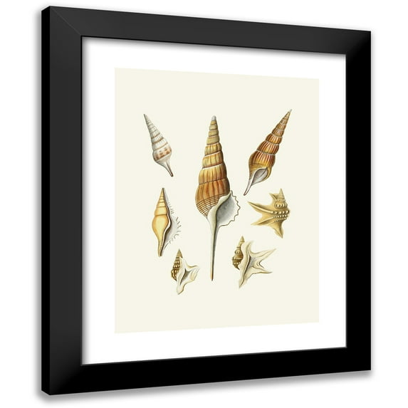 Heinrich Carl Küster 12x14 Black Modern Framed Museum Art Print Titled - The Wing Snails (Strombea) Pl.29 (1845)