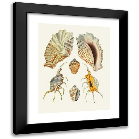 Heinrich Carl Küster 15x18 Black Modern Framed Museum Art Print Titled - The Wing Snails (Strombea) Pl.16 (1845)