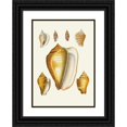 thumbnail image 1 of Heinrich Carl Küster 18x24 Black Ornate Framed Double Matted Museum Art Print Titled: The Wing Snails (Strombea) Pl.07 (1845), 1 of 5