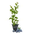 thumbnail image 1 of Heintooga Blueberry Plant - 1 Live Starter Plant - Vaccinium - Edible Fruit Bearing Bush for The Patio and Garden, 1 of 6