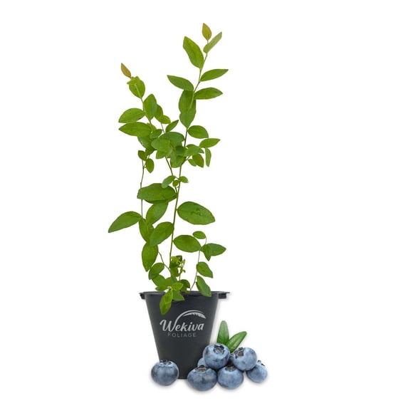 Heintooga Blueberry Plant - 1 Live Starter Plant - Vaccinium - Edible Fruit Bearing Bush for The Patio and Garden