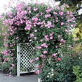 thumbnail image 1 of Heirloom 5-10' Lavender Pink Hybrid Musk Rose Live Plants in 1 gal Containers, 1 of 3