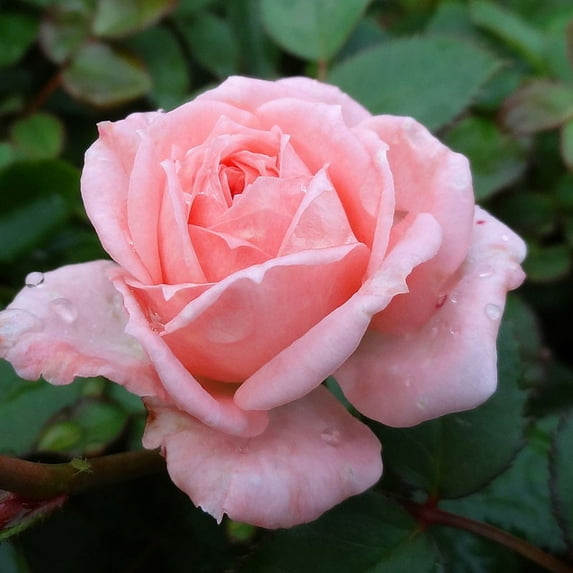 Heirloom Cupcake™ Rose Fragrant/Rebloomer - 4" Pot