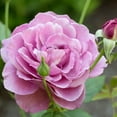 thumbnail image 1 of Heirloom Dormant Bare Root Hybrid Tea Rose, Includes one dormant plant per order, 1 of 4