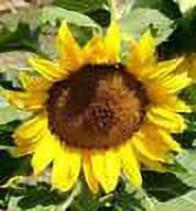 Heirloom Dwarf Sunspot Sunflower Seeds - Helianthus annuus - 500 seeds, 1 oz - B263