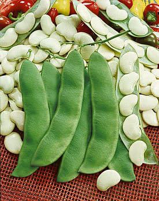 Heirloom Henderson's Bush Lima Butter Bean Seeds 1 LB