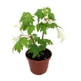 thumbnail image 1 of Heirloom Lacy Wing White Begonia - 2.5" Pot - Great House Plant, 1 of 1