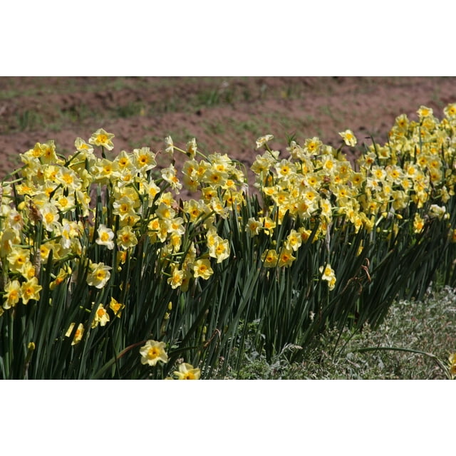 Heirloom Narcissus 'Golden Dawn' Daffodil bulbs (10 pack), Perennial