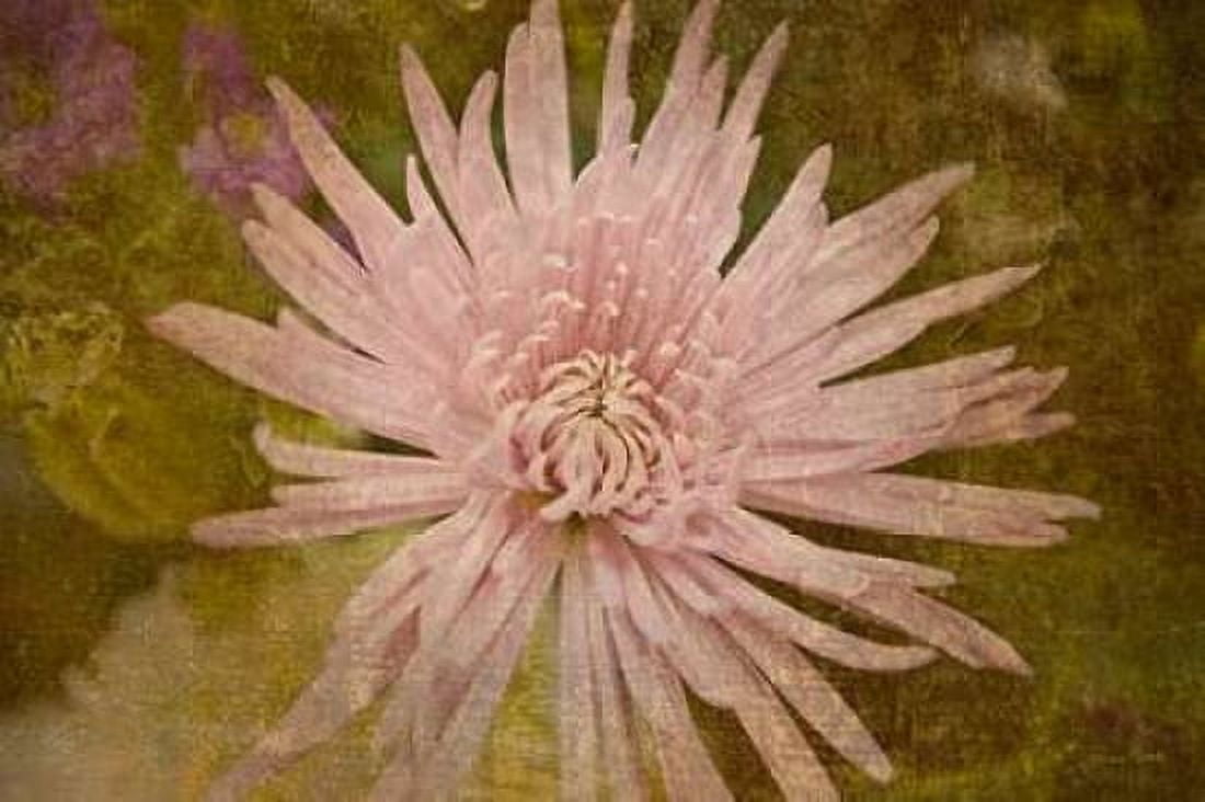 Heirloom Pink Canvas Art - Ramona Murdock (12 x 18)
