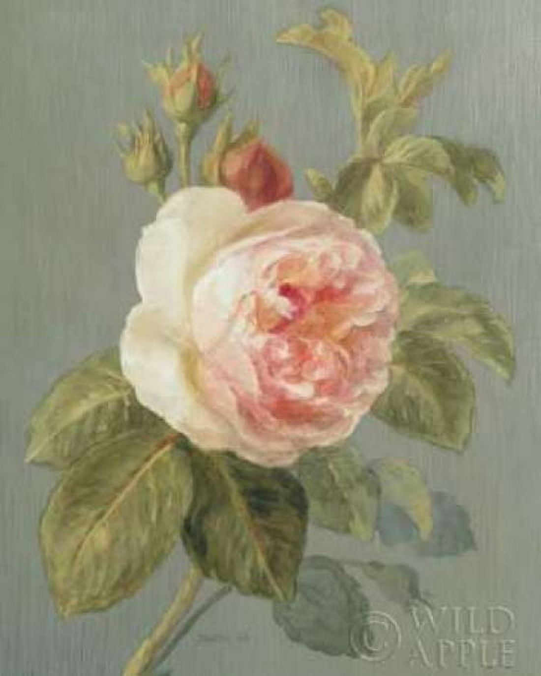 Heirloom Pink Rose Canvas Art - Danhui Nai (24 x 30)