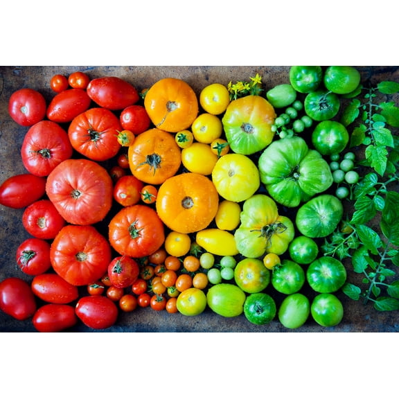 Heirloom Rainbow Mix Tomato Seeds - 100+ Seeds to Grow - Grow Mixed Colors of Tasty Tomato's - Non-GMO