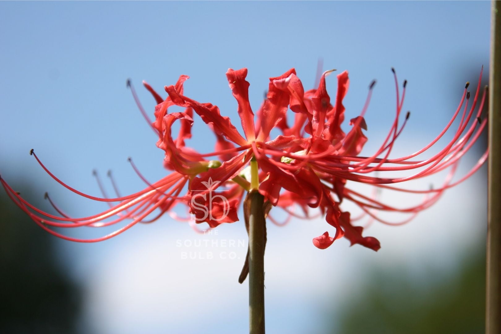 Lily‼️ Heirloom Red Spider Lily Bulbs, Fall-Blooming Perennial for