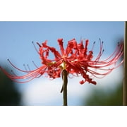 Heirloom Red Spider Lily Lycoris Radiata Bulbs Fall-Blooming Perennial for Southern Climates 5 Pcs