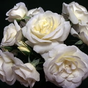 Heirloom Roses 12"-16" White English Legend Rose Bush- The St. John  Rose in 1 gal Pot
