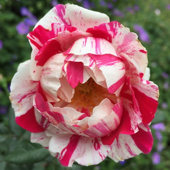 Heirloom Roses 12-16" White and Pink Shrub Rose Live Plants in Gallon, Easy To Grow