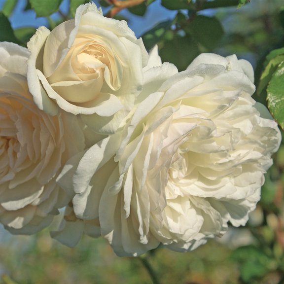 Heirloom Roses 12" Bush Wedding Garland Climbing Roses