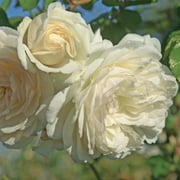 Heirloom Roses 12 Bush Wedding Garland Climbing Roses