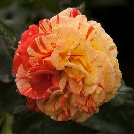 Heirloom Roses 15" Multicolor Rose Live Plants in Grower Pot