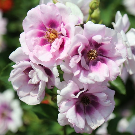 Heirloom Roses 15" Pink Shrub Rose Live Plants in Pot, Disease Resistant