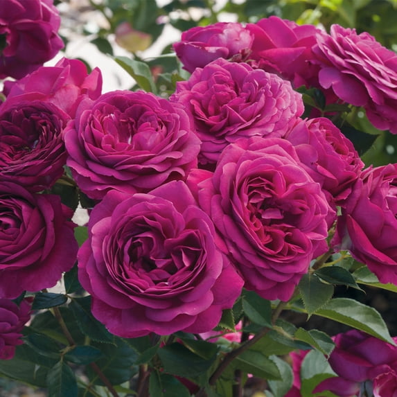 Heirloom Roses, Purple Rose Live Plants, One Gallon - Walmart.com