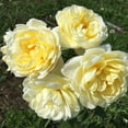 thumbnail image 1 of Heirloom Roses 15" Yellow Princess Buttercup Live Plants in Pot, 1 of 2