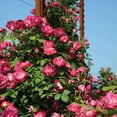 thumbnail image 1 of Heirloom Roses 3'-4' Magenta Red & Light Pink Climbing Roses Live Plants in 1 gal Containers, 1 of 2