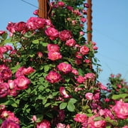 Heirloom Roses 3'-4' Magenta Red & Light Pink Climbing Roses Live Plants in 1 gal Containers