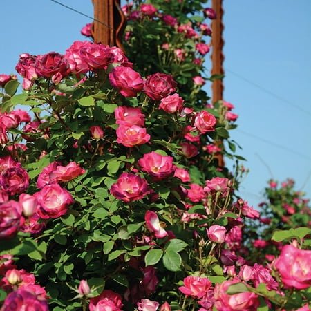 Heirloom Roses 3'-4' Magenta Red & Light Pink Climbing Roses Live Plants in 1 gal Containers